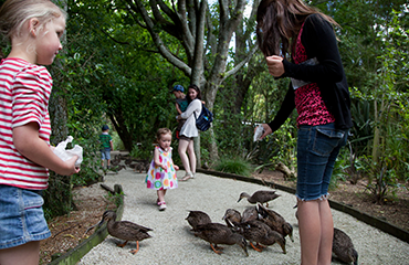 Bring the kids and help feed the ducks - Otorohanga Kiwi House