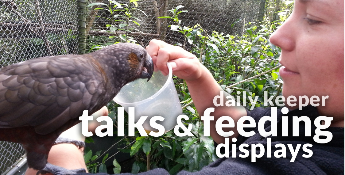 Daily Keeper Talks and Feeding Displays