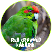 Adopt a Red Crowned Kakariki - Otorohanga Kiwi House